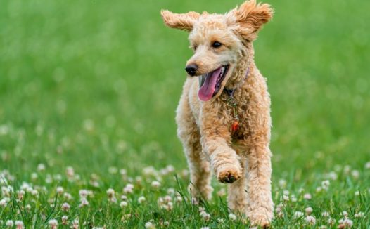 奔跑的泰迪图片