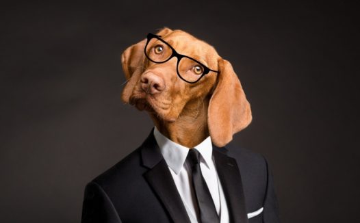 狗狗另类证件照图片