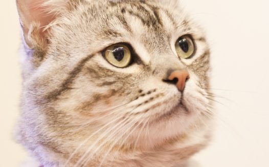 可爱猫咪萌宠图片