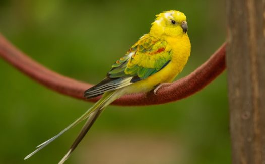 野生虎皮鹦鹉图片