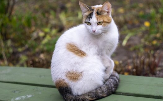 呆萌杂色宠物猫图片