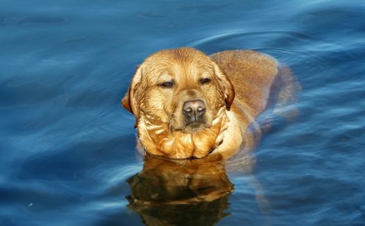 正在游泳的拉布拉多犬图片