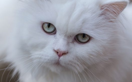 白色波斯猫图片