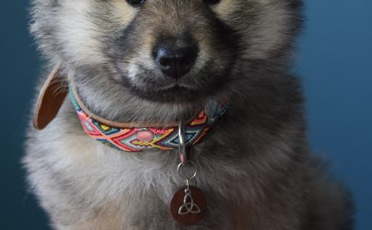 可爱幼犬狗狗图片