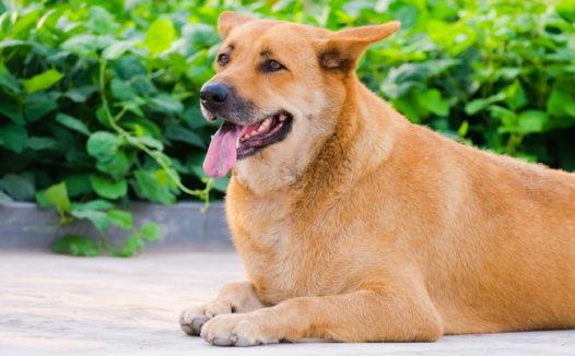 可爱萌宠中华田园犬图片