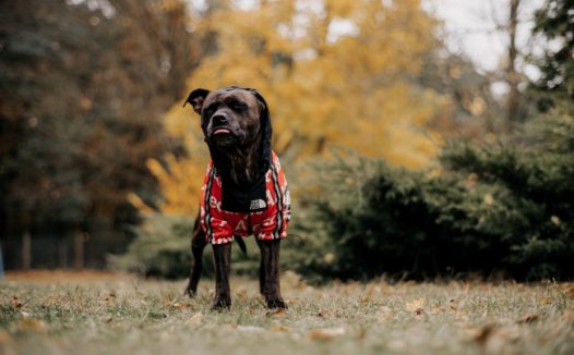 草地黑色小狗狗图片