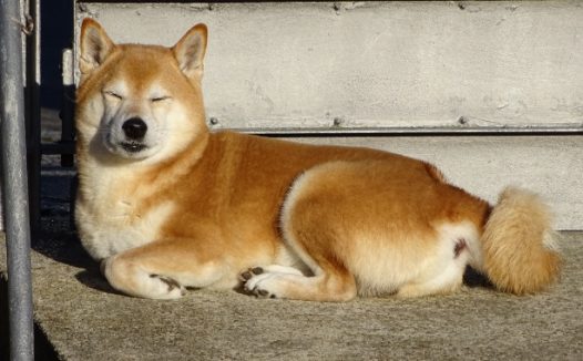 棕色狗狗睡觉图片