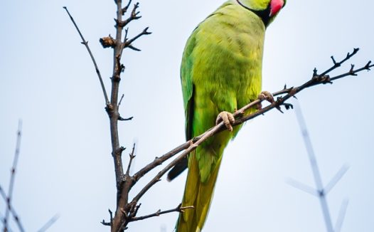 站在枯枝上的绿色鹦鹉图片