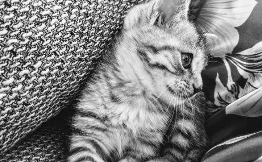 可爱小猫黑白摄影