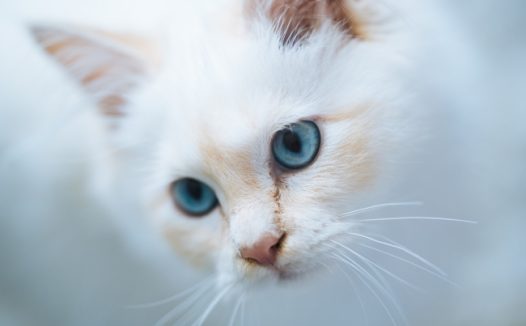 可爱白色小萌猫图片