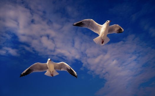 天空海鸥飞翔图片