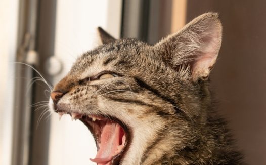 窗台龇牙咧嘴的小萌猫图片