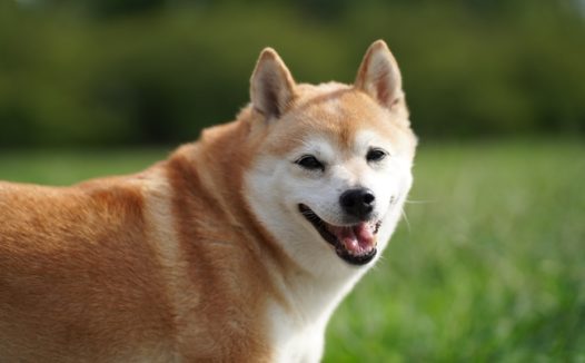 高清可爱日本柴犬图片