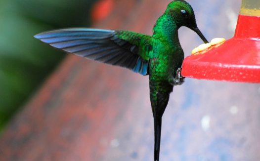 绿色啄木鸟图片