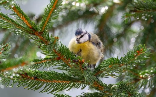 雨后松树枝上的野生雏鸟图片