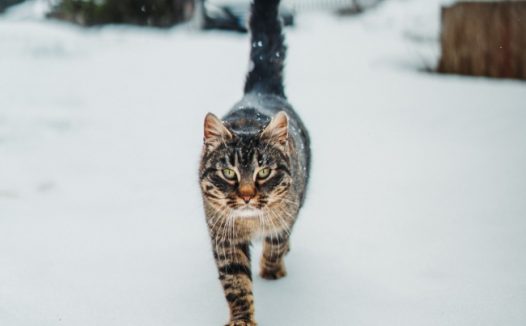 冬季雪地可爱小猫图片
