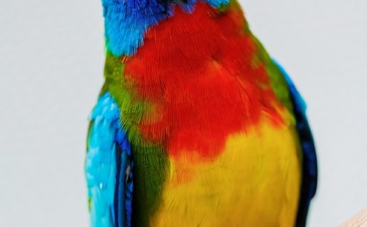 彩虹鹦鹉图片