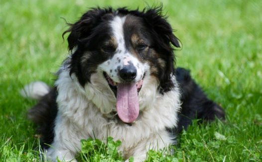 高清边境牧羊犬图