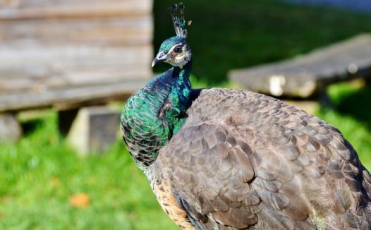 绿孔雀高清图片