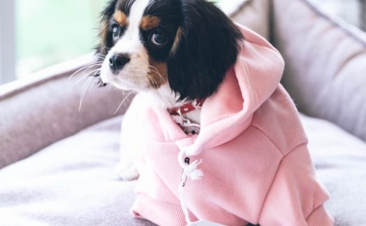 可爱伯恩山幼犬图片