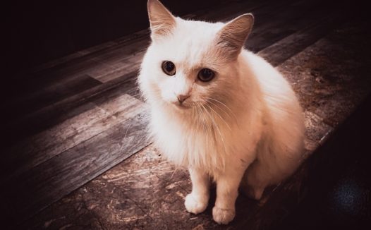 可爱白色小猫咪写真摄影图片