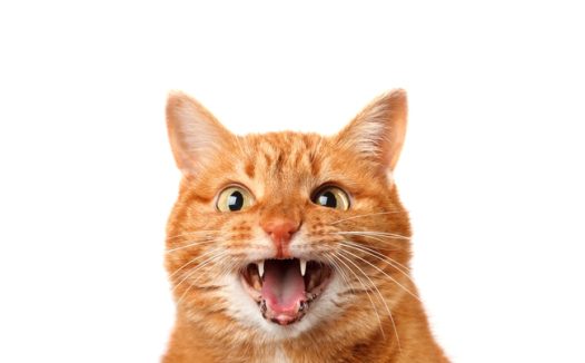 张牙舞爪可爱小花猫摄影图片