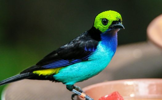 彩色小麻雀图片