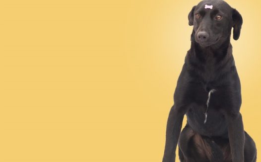 黑色宠物犬背景图片