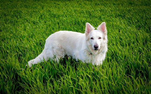 绿色草地白色狗狗图片