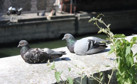 可爱灰鸽子图片