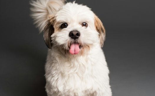 白色萌宠狗狗写真摄影图片