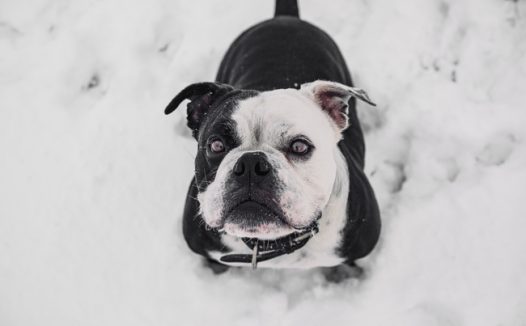 可爱呆萌大陆斗牛犬图片