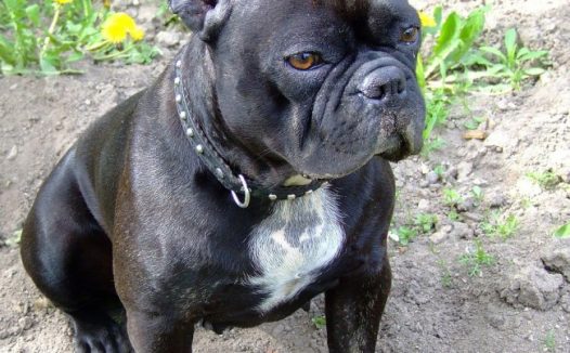 可爱黑色斗牛犬图片