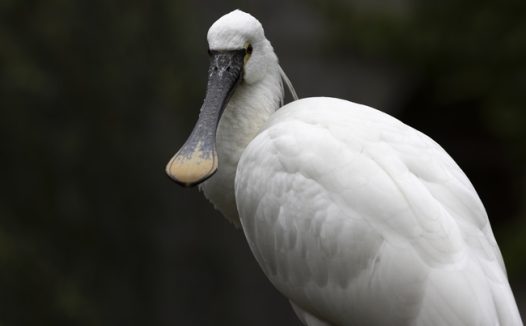 白色琵鹭鸟摄影图片