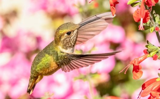 春暖花开蜂鸟图片