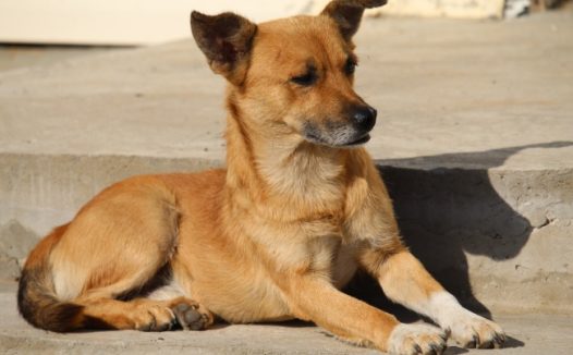 棕色家养土狗图片