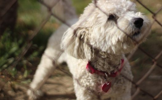 白色泰迪狗狗图片