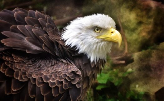 白头老鹰图片