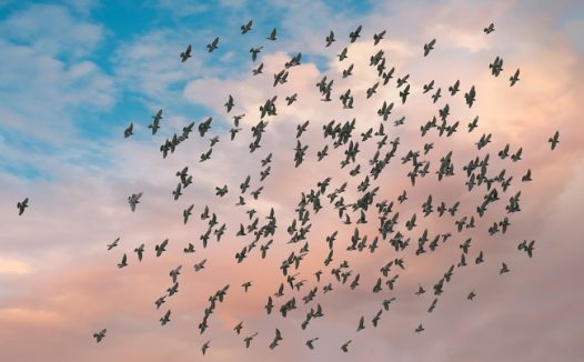 天空飞过一群鸽子的图片