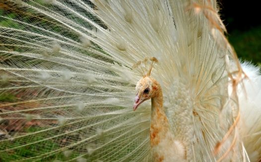 一只白色孔雀开屏摄影图片