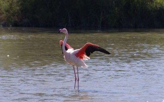 火烈鸟展翅图片