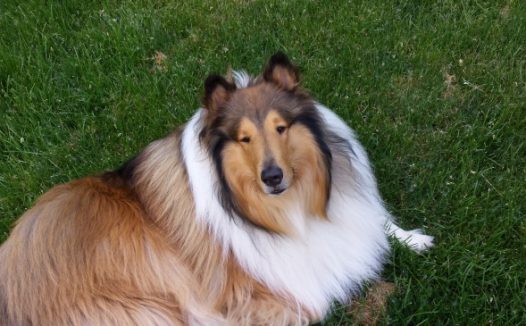 牧羊犬懒散图片