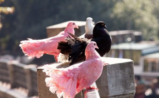 粉色鸽子图片