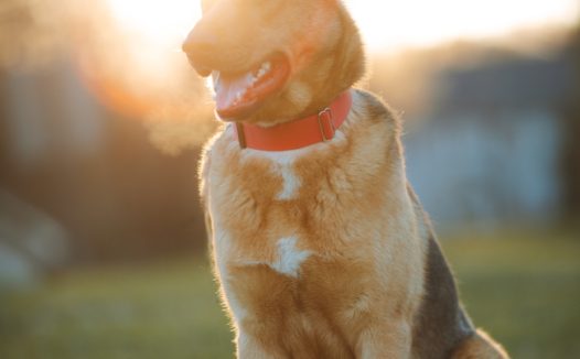黄昏草地落日狗狗图片
