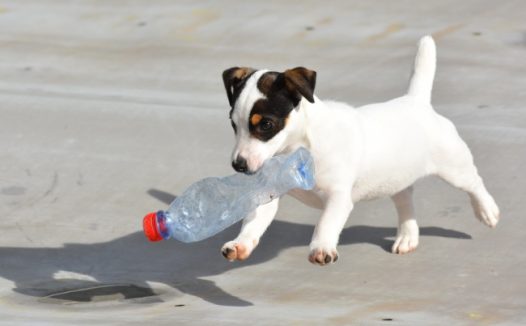 可爱白色小狗图片