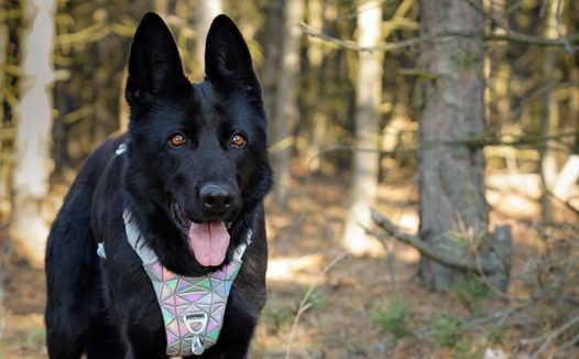 树林黑色德国牧羊犬图片