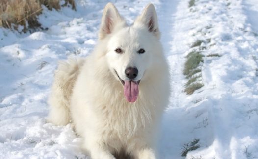 趴在雪地里的白色萨摩耶犬摄影图片