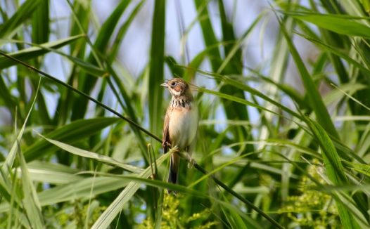 芦苇丛中的小鸟图片