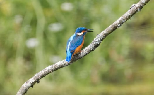 春天站在枝头的翠鸟图片