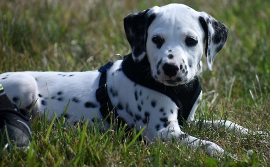 可爱黑色斑点狗图片